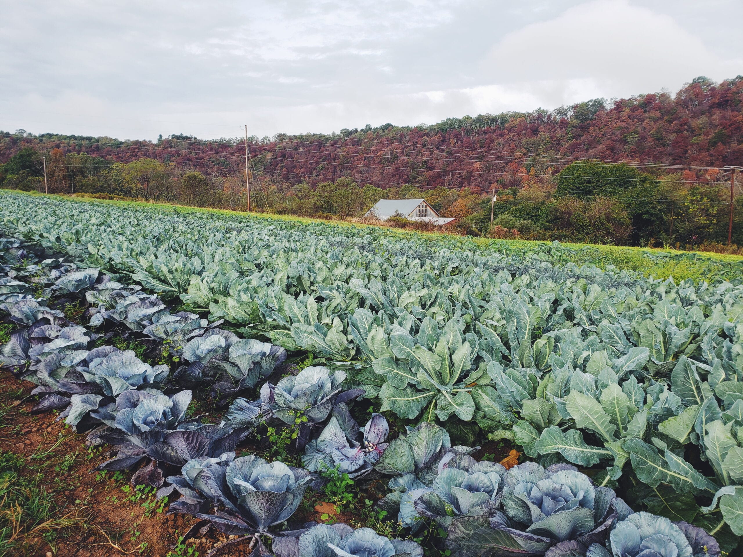 Soil Health Benchmark Study